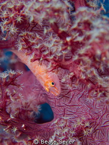 Small Blennie on a soft coral by Beate Seiler 